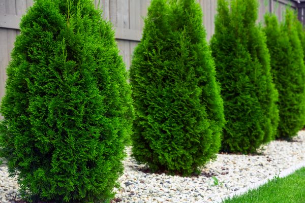 Arborvitae Planting in Sanford