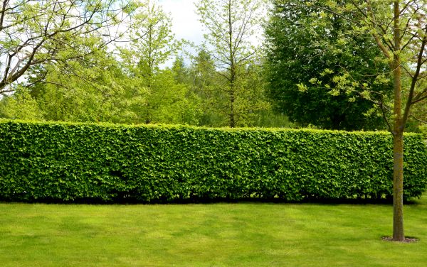Hedge Planting in Sanford