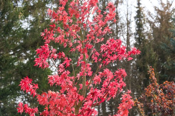 Japanese Maple Planting in Sanford