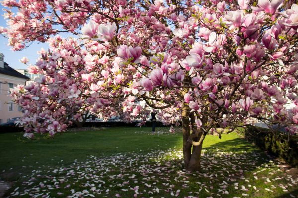Magnolia Tree Planting in Sanford