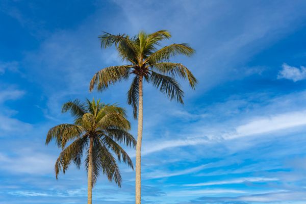 Palm Tree Planting in Sanford