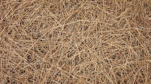 Pine Needles Delivery in Sanford