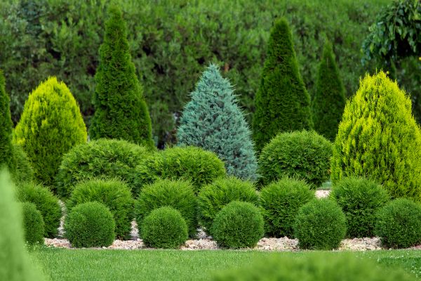 Shrub Replacement in Sanford