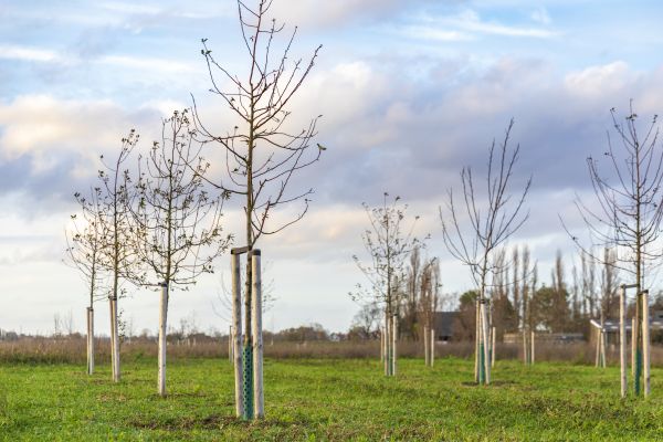 Tree Installation Service in Sanford