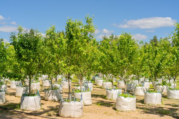 Tree Planting Service in Sanford