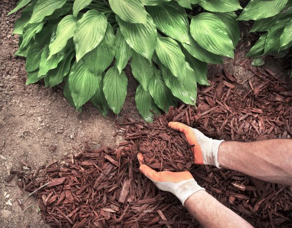 Shredded Mulch Service in Sanford