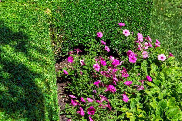 Softscaping Service in Sanford