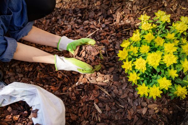 Pine Bark Mulch Installation in Sanford