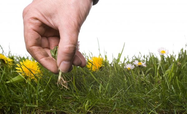 Lawn Weeding in Sanford