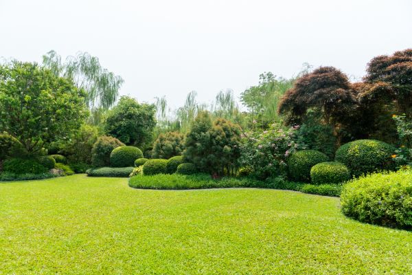 Tree Landscaping in Sanford