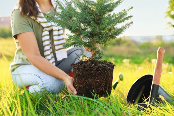 Spruce Tree Planting in Sanford
