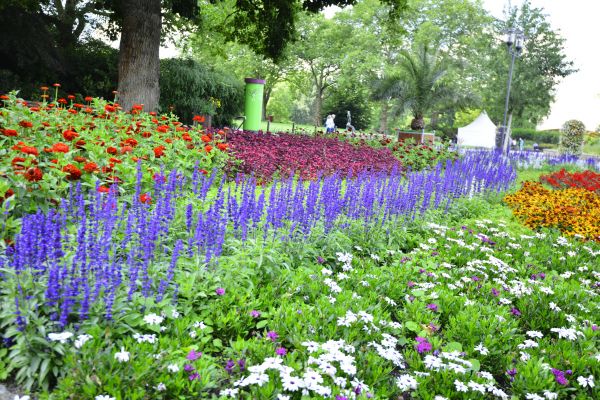 Perennials Planting in Sanford