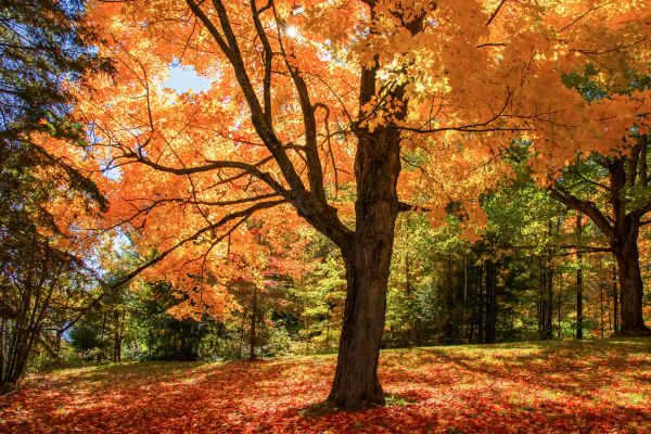 Maple Tree Planting in Sanford