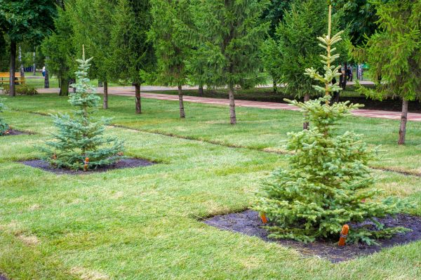 Privacy Trees Planting in Sanford