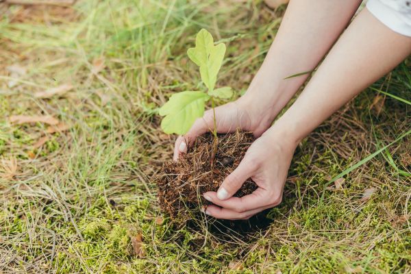 Oak Tree Planting in Sanford