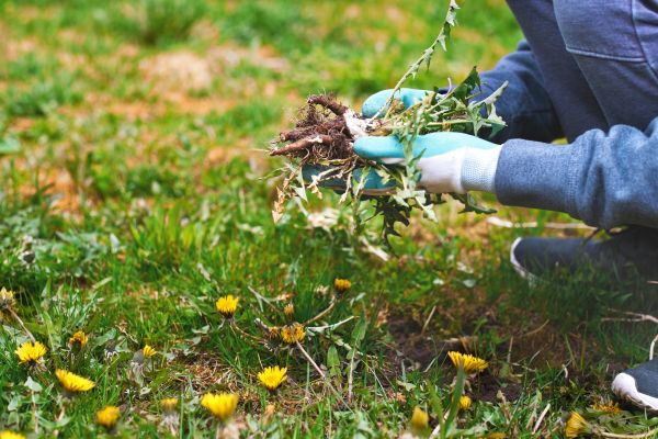 Flower Bed Clearing in Sanford