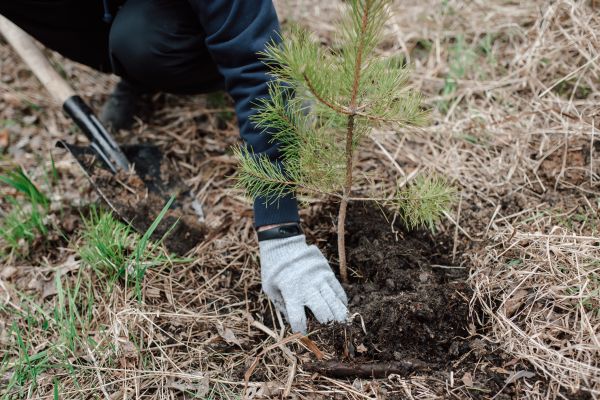 Pine Tree Planting in Sanford