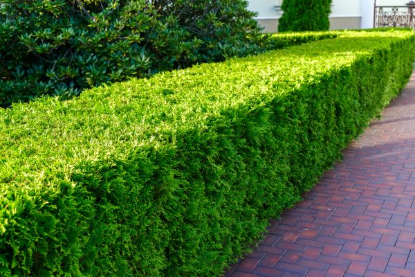 Hedge Installation in Sanford