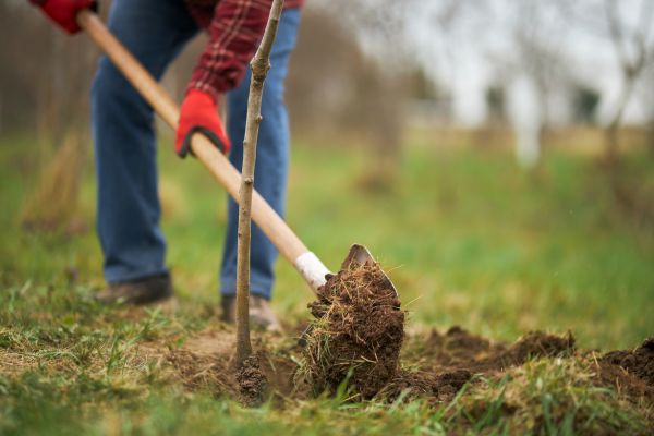 Trees Planting in Sanford
