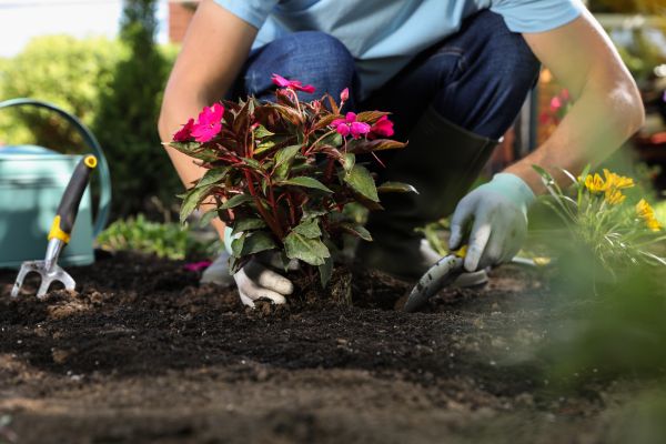 Plant Replacement in Sanford