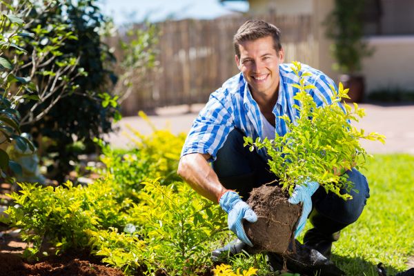 Shrub Landscaping in Sanford