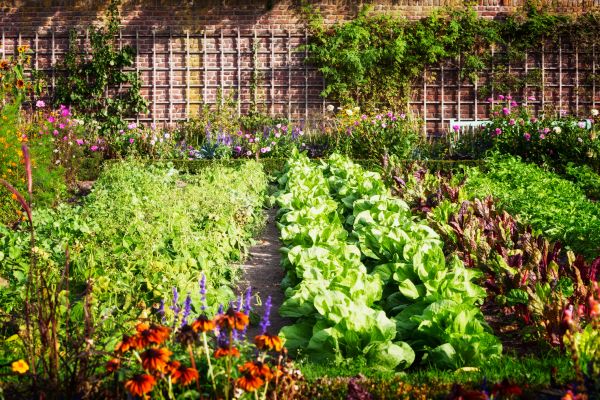 Garden Planting Service in Sanford