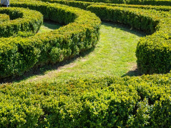 Bush Landscaping in Sanford