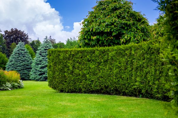 Hedge Landscaping in Sanford