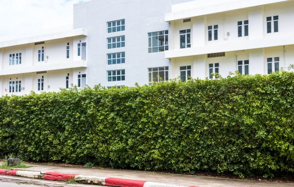 Privacy Landscaping in Sanford