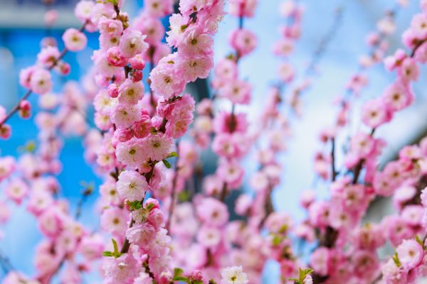Japanese Cherry Tree Planting in Sanford
