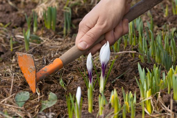 Flower Garden Weeding in Sanford