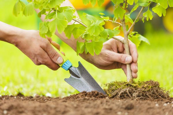 Fruit Tree Planting in Sanford