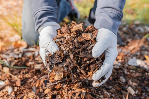 Shredded Mulch Installation in Sanford