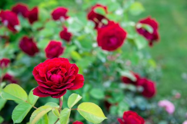 Rose Planting in Sanford