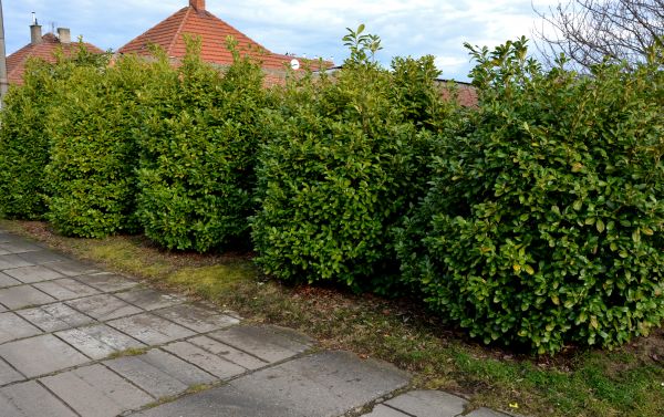Privacy Shrub Installation in Sanford
