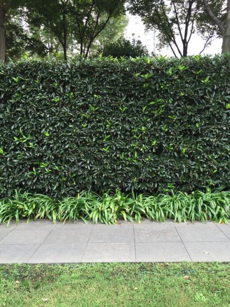 Privacy Shrub Planting in Sanford