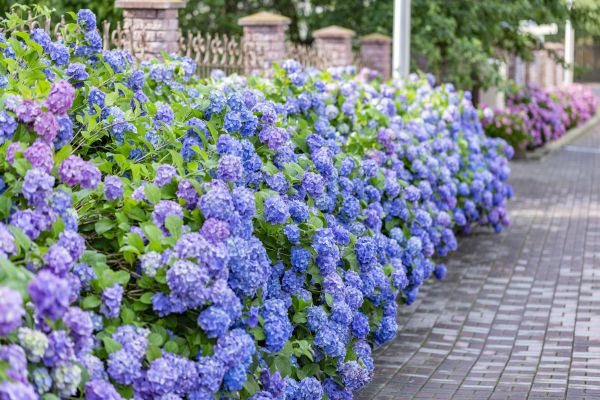 Hydrangea Landscaping in Sanford