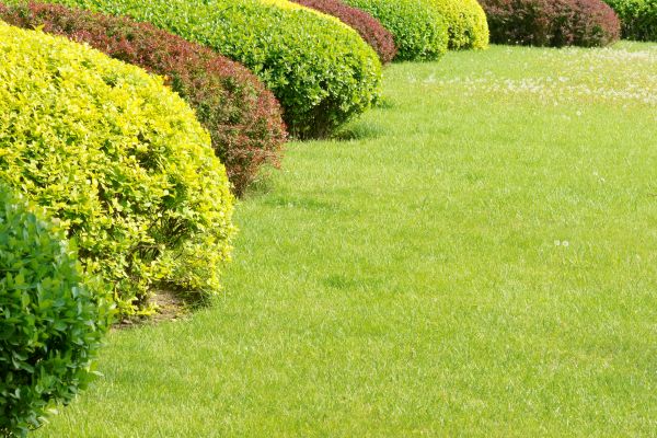 Shrubbery Planting in Sanford