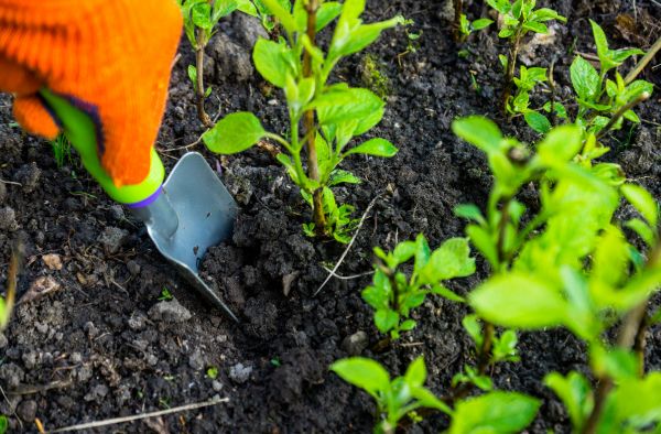 Hydrangea Planting in Sanford