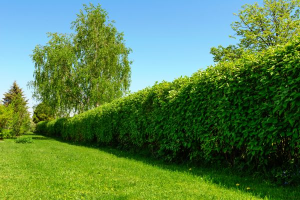 Hedge Replacement in Sanford