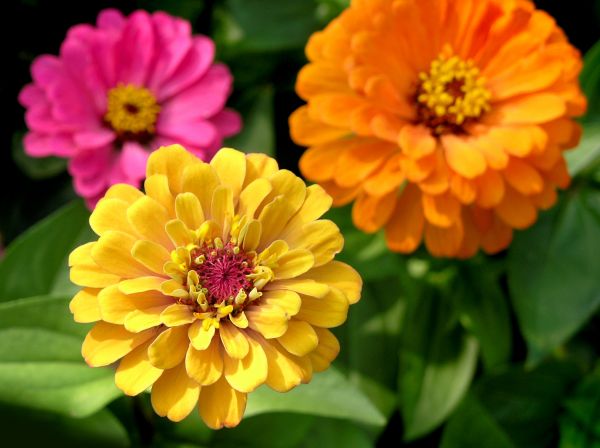 Zinnia Planting in Sanford