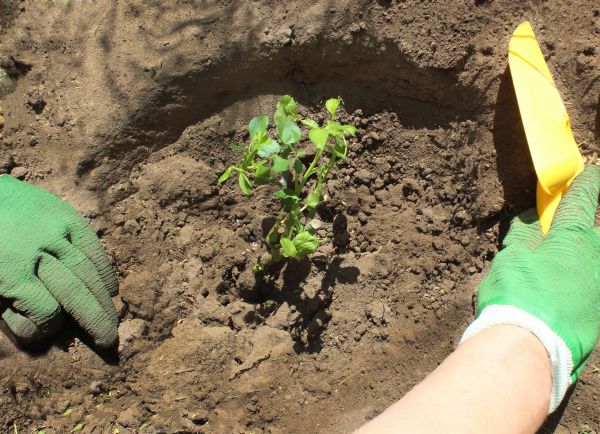Rose Bush Planting in Sanford