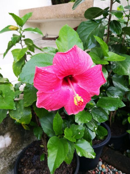 Hibiscus Planting in Sanford