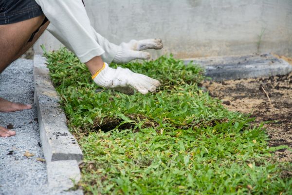 Ground Cover Planting in Sanford