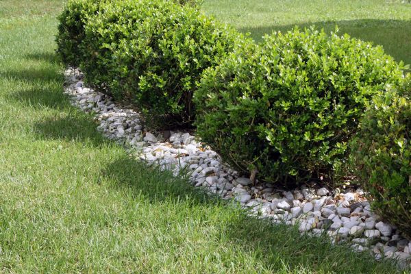 Boxwood Planting in Sanford