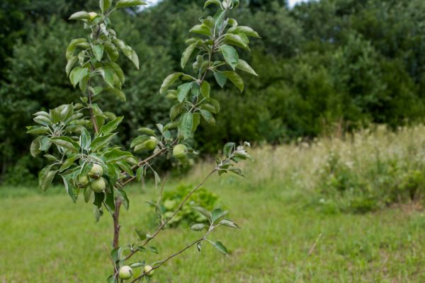 Apple Tree Planting in Sanford