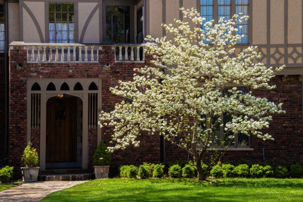 Dogwood Tree Planting in Sanford